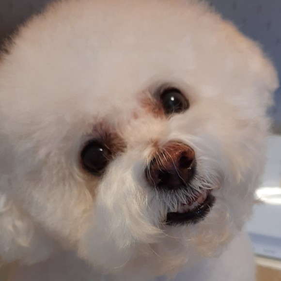 bichonrescue
